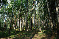 Павловский лес