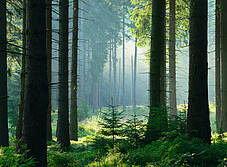Лесной участок недалеко от Москвы