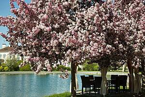 Календарь цветения: деревья, кустарники и цветы в парках Villagio