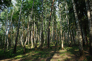Павловский лес