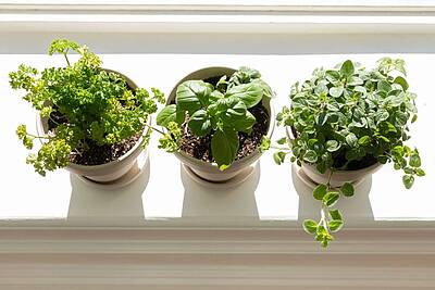 Что вырастить дома: 5 идей от микрозелени до клубники